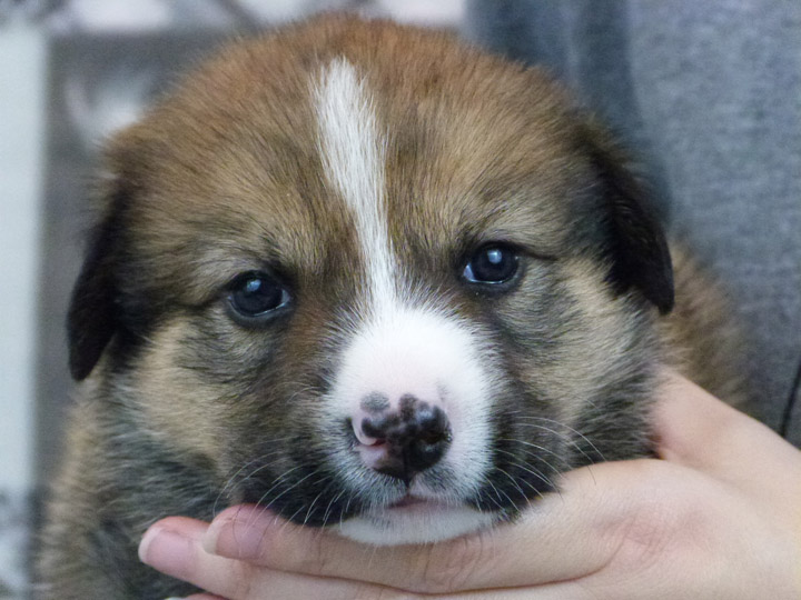 chinook puppy